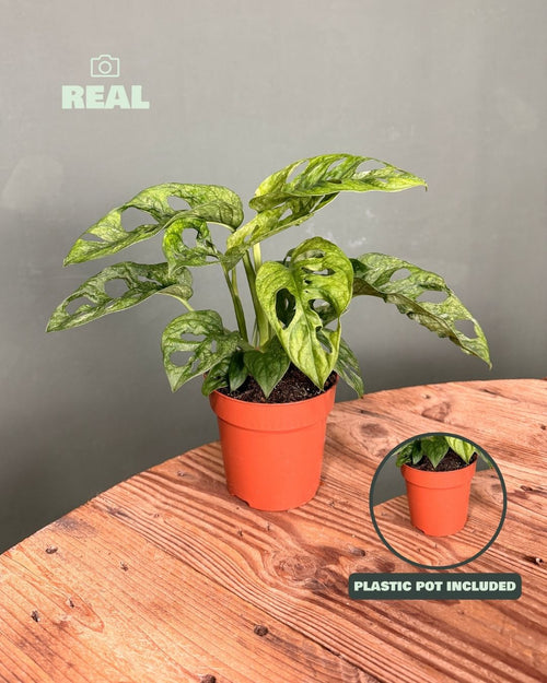 Monstera Adansonii Mint M - Pur Plant