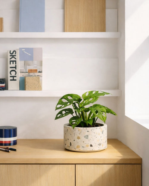Monstera Adansonii Mint M - Pur Plant