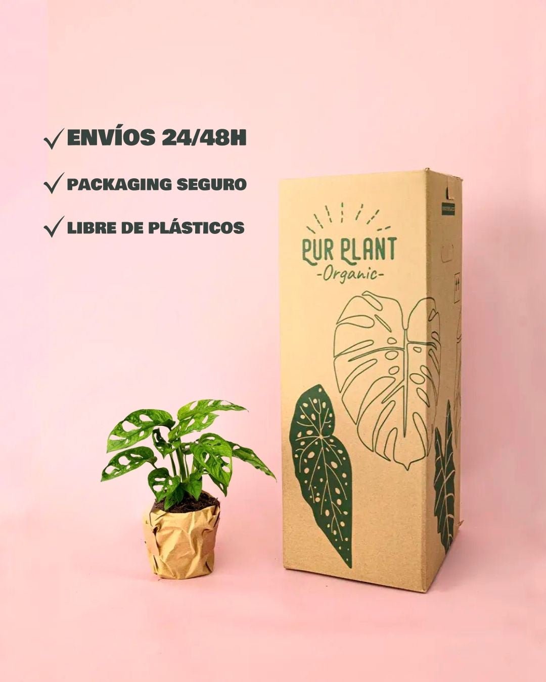 Monstera Adansonii Mint M - Pur Plant