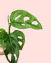 Monstera Adansonii Mint Mini - Pur Plant