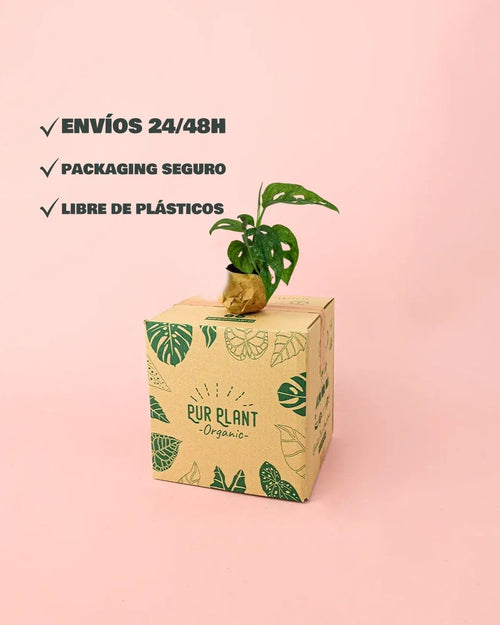 monstera adansonii mint mini packaging
