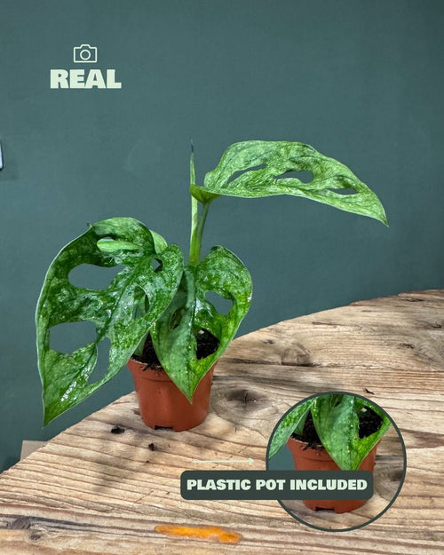 monstera adansonii mint mini real