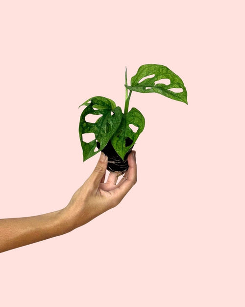 monstera adansonii mint mini