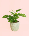 Monstera Adasonii con Maceta Cerámica Leaf - Pur Plant