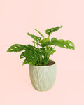 Monstera Adasonii con Maceta Cerámica Leaf