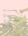 Monstera Adasonii con Maceta Cerámica Leaf - Pur Plant