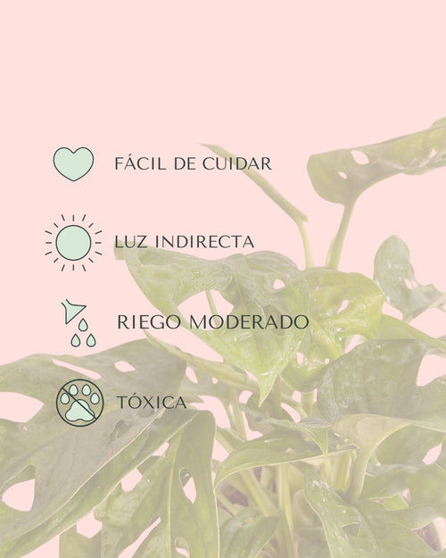 Monstera Adasonii con Maceta Cerámica Leaf - Pur Plant
