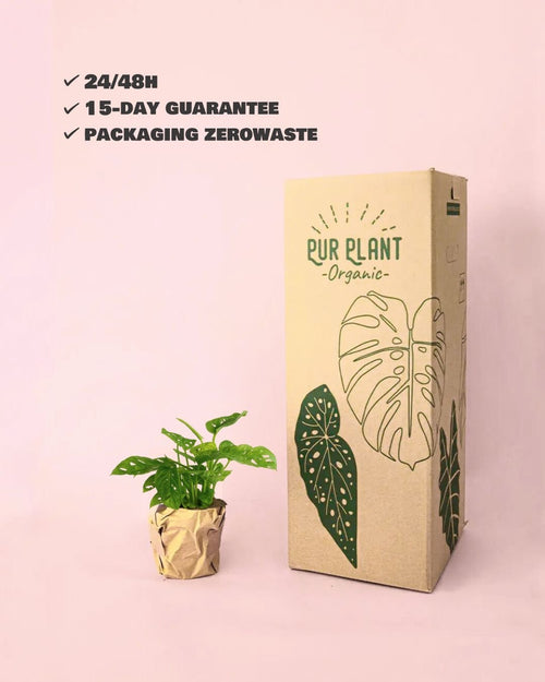 Monstera Adasonii con Maceta Cerámica Leaf - Pur Plant