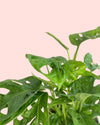 Monstera Adasonii con Maceta Cerámica Leaf - Pur Plant