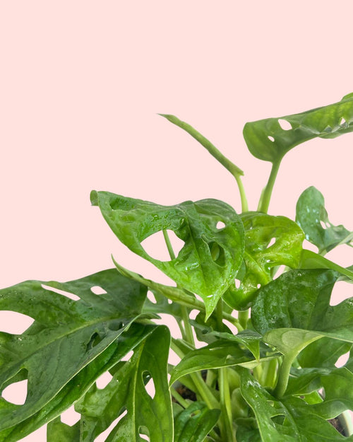 Monstera Adasonii con Maceta Cerámica Leaf - Pur Plant