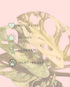 monstera-adasonii-variegada-mini-care