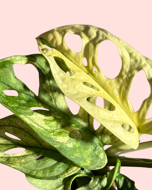 monstera-adasonii-variegada-mini-detail