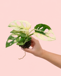 Monstera Monkey Variegada Mini