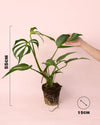 Monstera Burle Marx L - Pur Plant