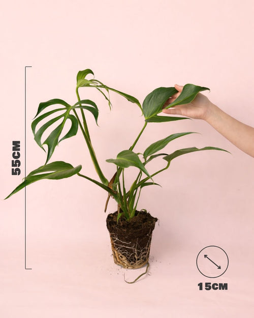 Monstera Burle Marx L - Pur Plant