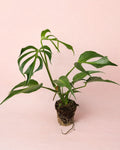 Monstera Burle Marx L