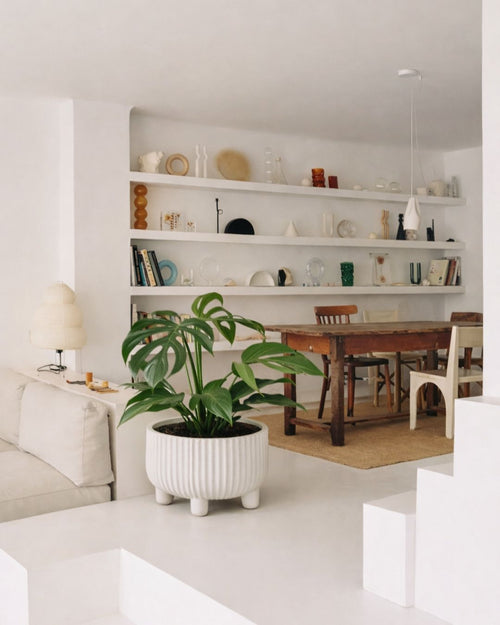 Monstera Burle Marx L - Pur Plant