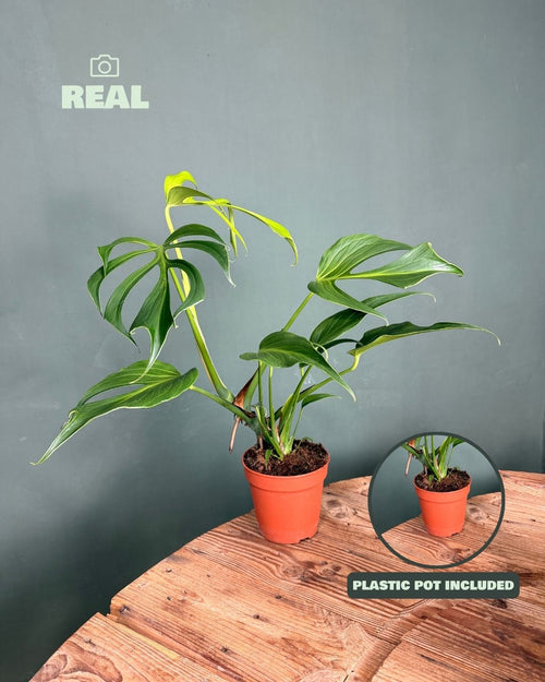 Monstera Burle Marx L - Pur Plant