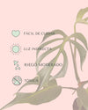 Monstera Burle Marx L - Pur Plant