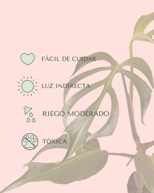 Monstera Burle Marx L - Pur Plant