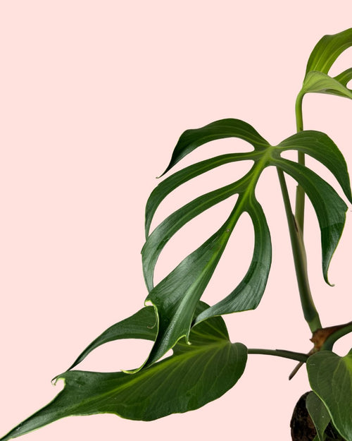 Monstera Burle Marx L - Pur Plant