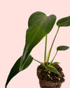Monstera Burle Marx M - Pur Plant