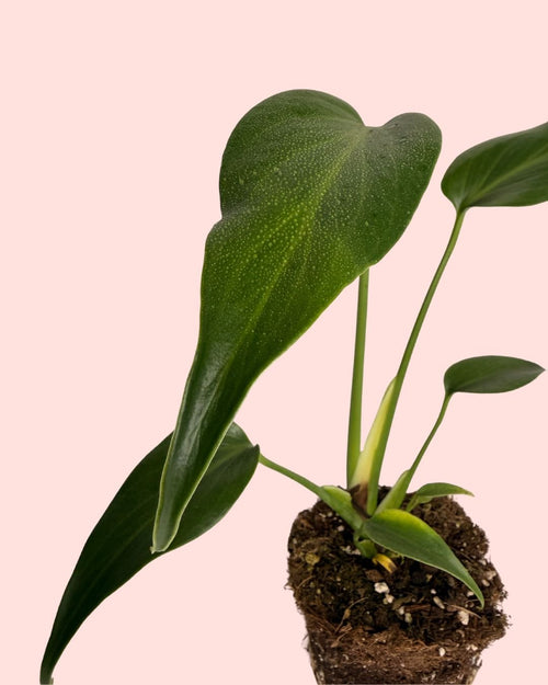 Monstera Burle Marx M - Pur Plant