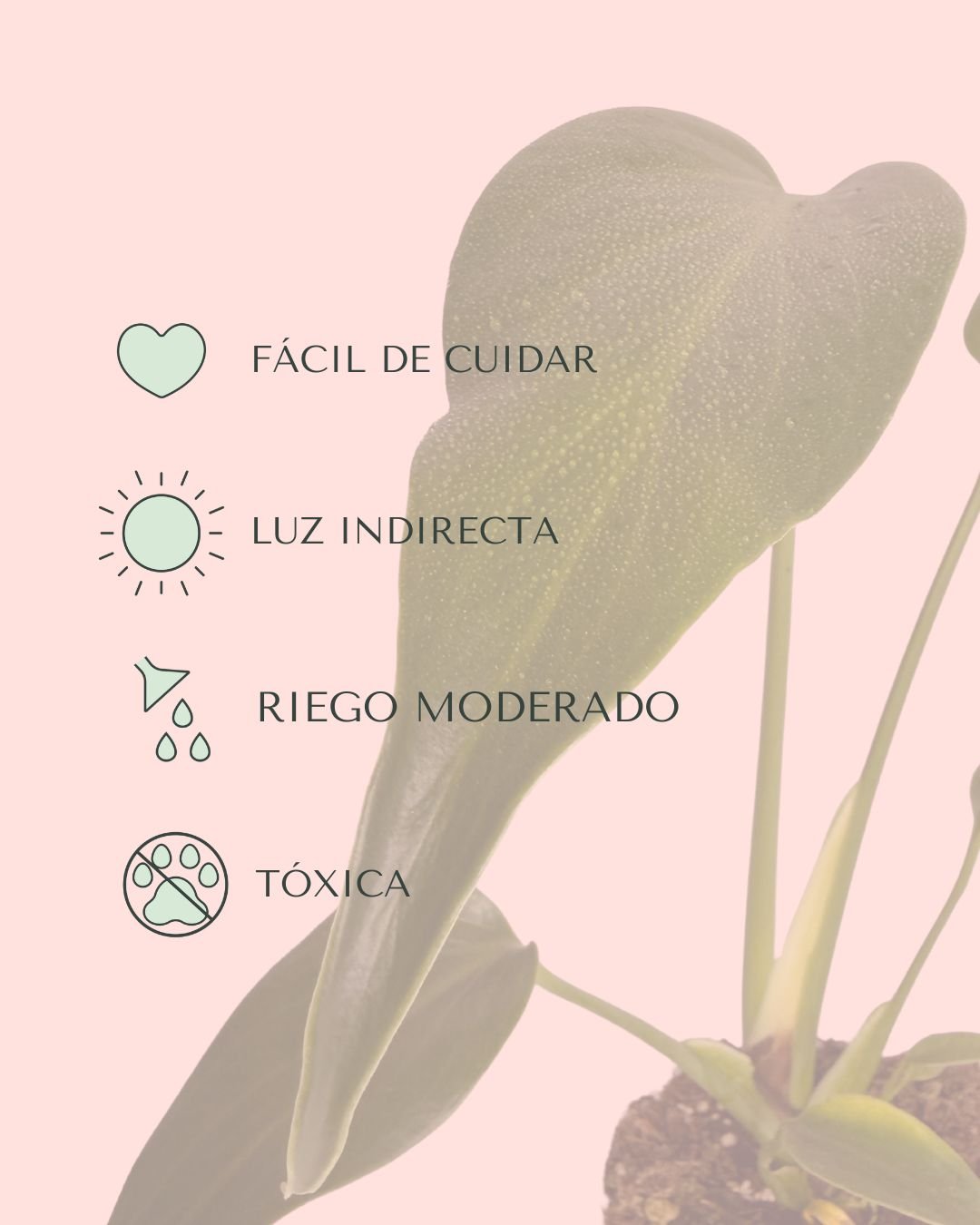 Monstera Burle Marx M - Pur Plant