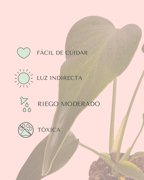 Monstera Burle Marx M - Pur Plant