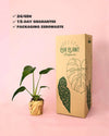 Monstera Burle Marx M - Pur Plant
