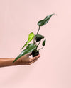 Monstera Burle Marx Mini - Pur Plant