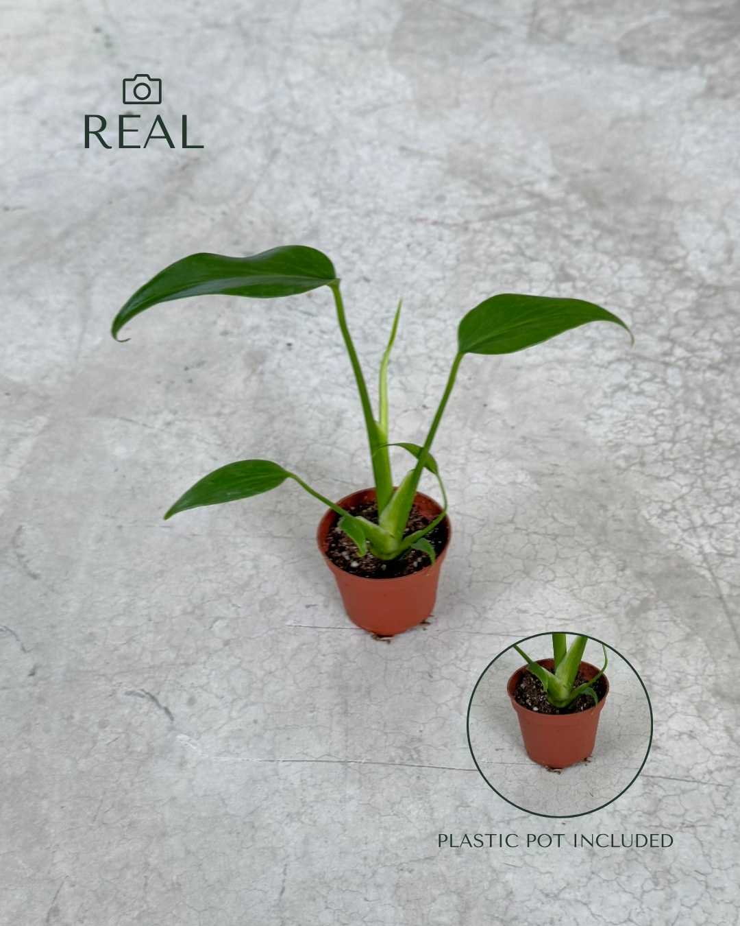 Monstera Burle Marx Mini - Pur Plant