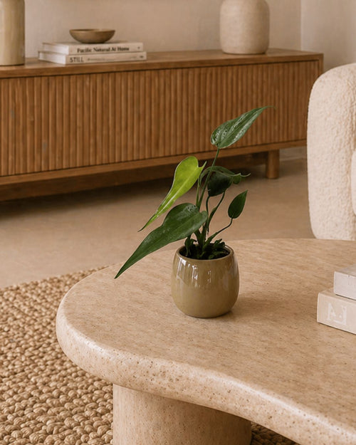 Monstera Burle Marx Mini - Pur Plant