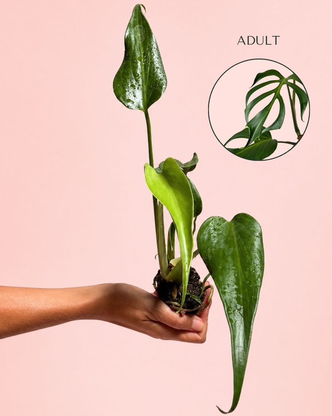 Monstera Burle Marx Mini - Pur Plant