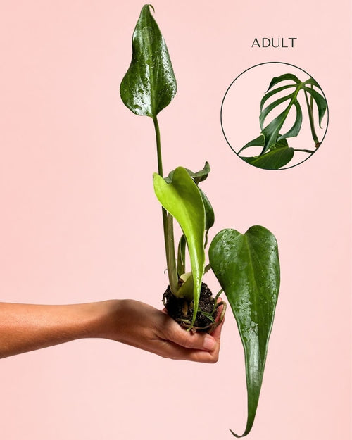 Monstera Burle Marx Mini - Pur Plant