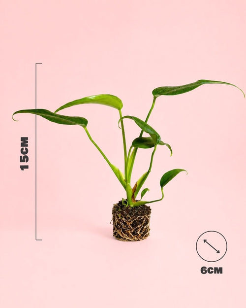 Monstera Burle Marx Mini - Pur Plant