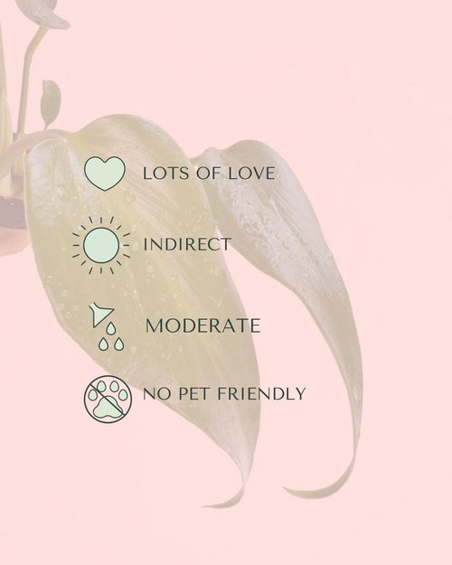 monstera-burle-max-mini-care