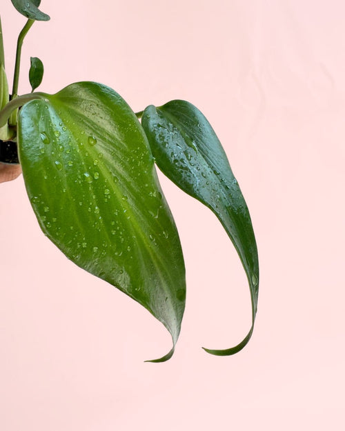 monstera burle max mini detail