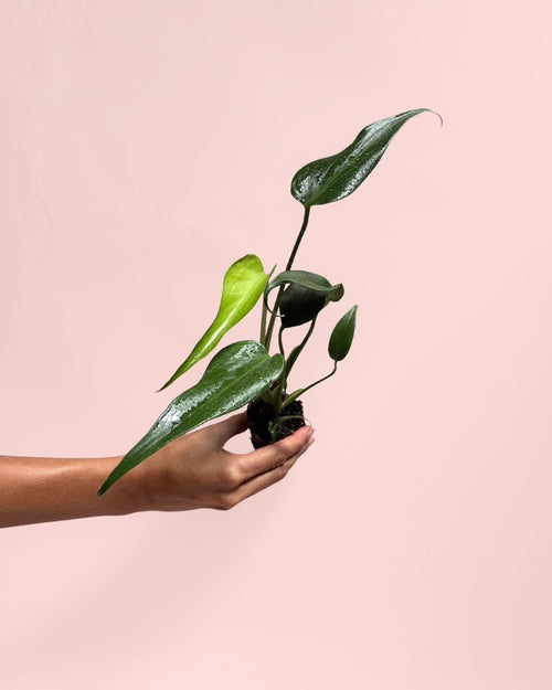 monstera burle max mini