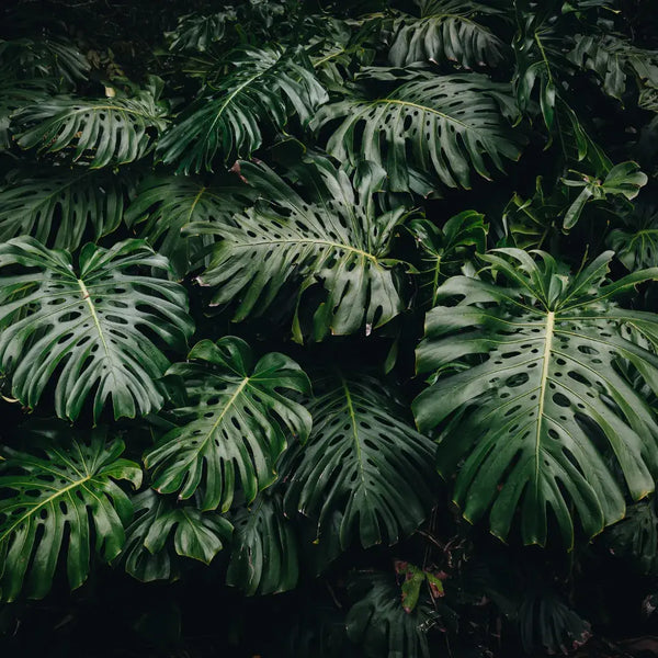 Cómo Cuidar Monstera