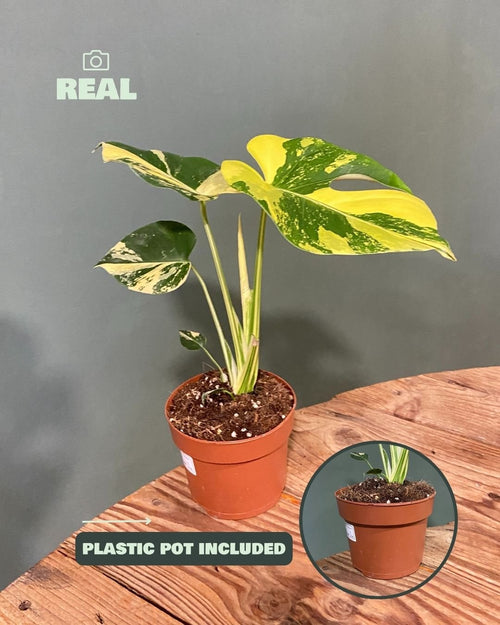 Monstera Deliciosa Aurea Variegada M - Pur Plant