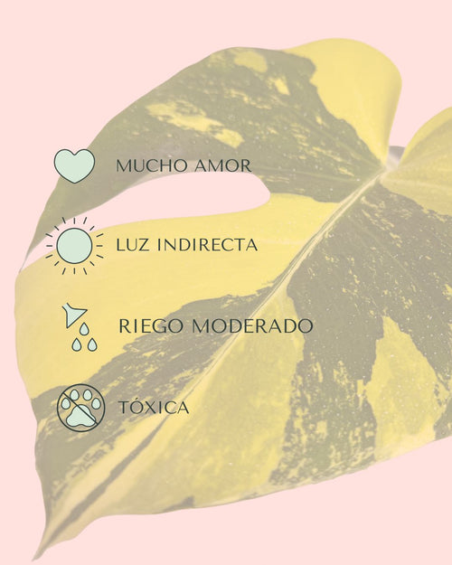 Monstera Deliciosa Aurea Variegada M - Pur Plant