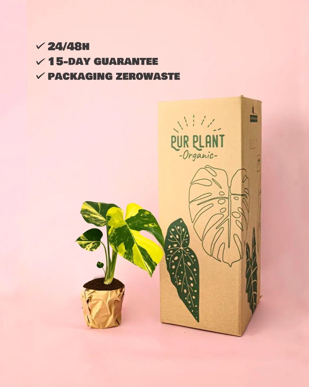 Monstera Deliciosa Aurea Variegada M - Pur Plant