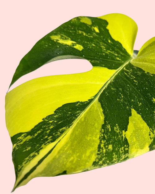 Monstera Deliciosa Aurea Variegada M - Pur Plant