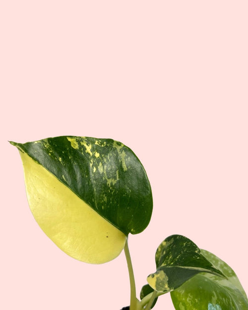 Monstera Deliciosa Aurea Variegada Mini - Pur Plant
