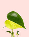 Monstera Deliciosa Aurea Variegada Mini - Pur Plant