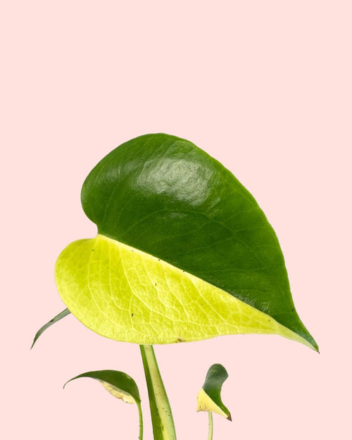 Monstera Deliciosa Aurea Variegada Mini - Pur Plant