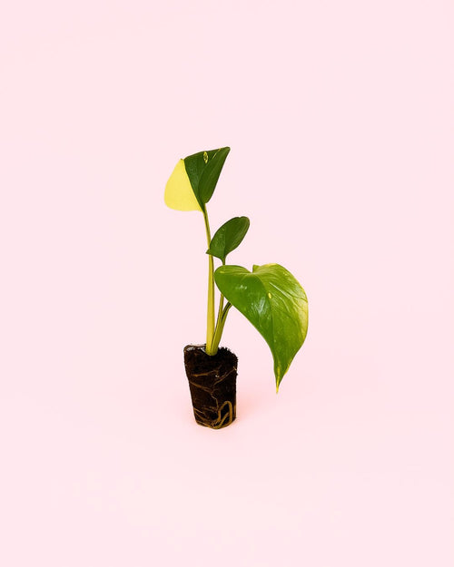 Monstera Deliciosa Aurea Variegada Mini - Pur Plant