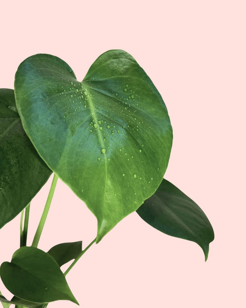 Monstera Deliciosa Con Cubremacetas Yute Natural - Pur Plant