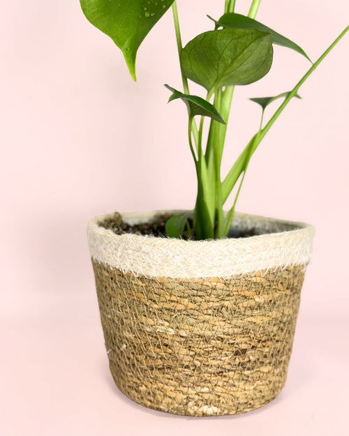Monstera Deliciosa Con Cubremacetas Yute Natural - Pur Plant